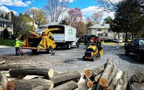 How Our Tree Care Process Works  in  Buellton, CA